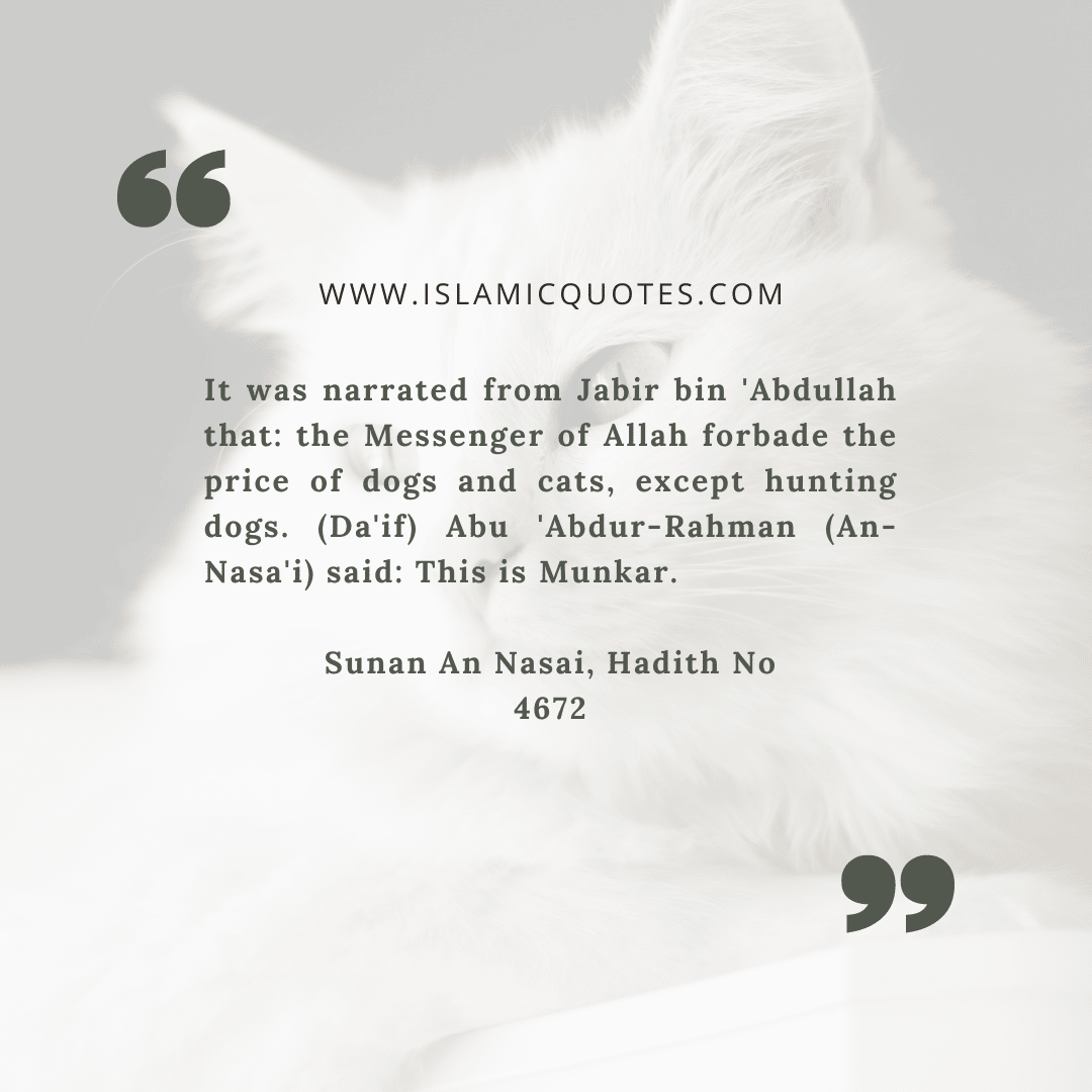 Pets in Islam Complete Guide on What’s Allowed & What’s Not